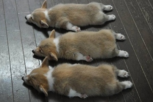 6-corgi-puppies-sleep-their-way-into-your-heart-1-18001-1345930337-12_big